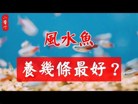 財位可以養鬥魚嗎|養鬥魚招財：魚缸擺放學問